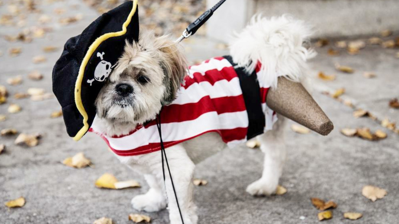 Rescue Profile When a ThreeLegged Dog Hops Into Your Heart Martha