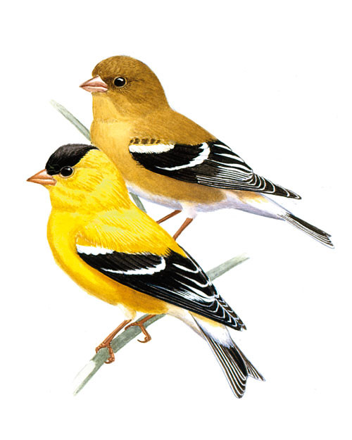 Beautiful Bird Songs (And What They Mean) | Martha Stewart