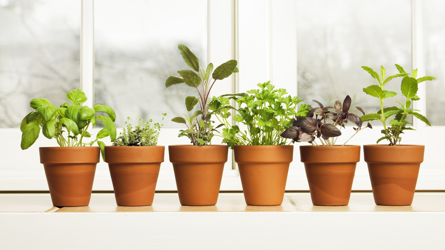 A Guide to Growing Kitchen Windowsill Herbs Martha Stewart
