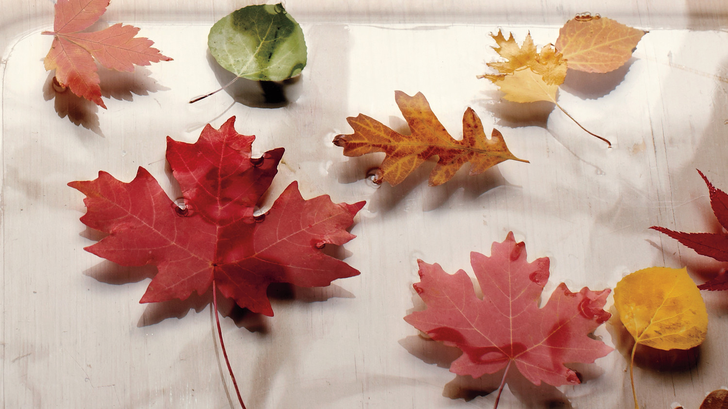 Fall Leaf-Peeping Trip: A Nature-Lover's Guide | Martha Stewart