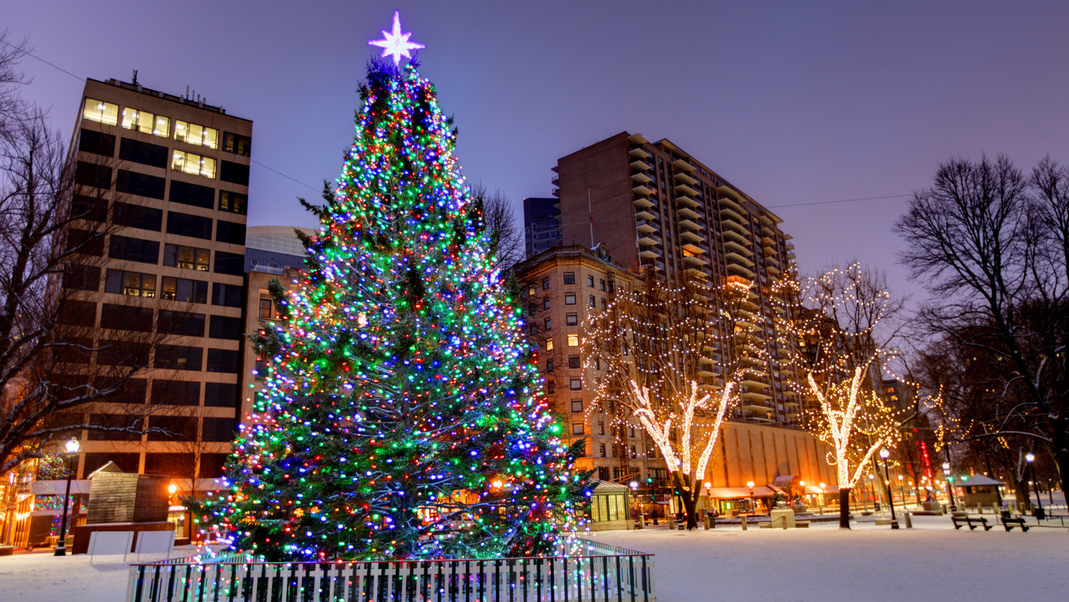 Surprise! Boston's Christmas Tree Comes From a New Place