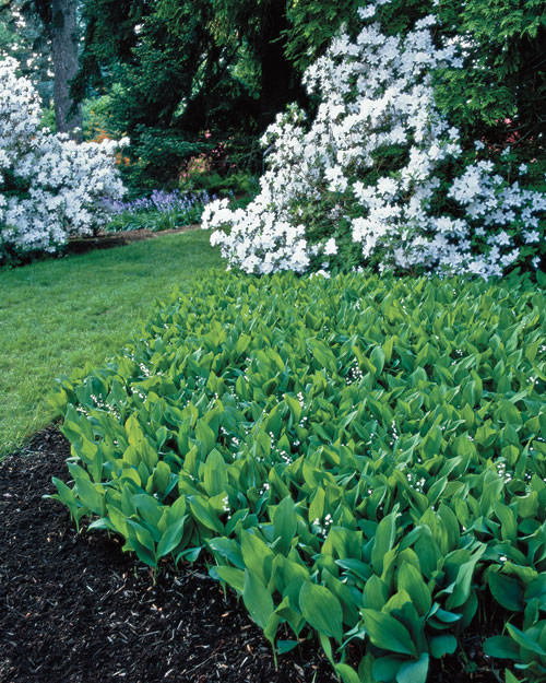 Gardening: Lily of the Valley | Martha Stewart