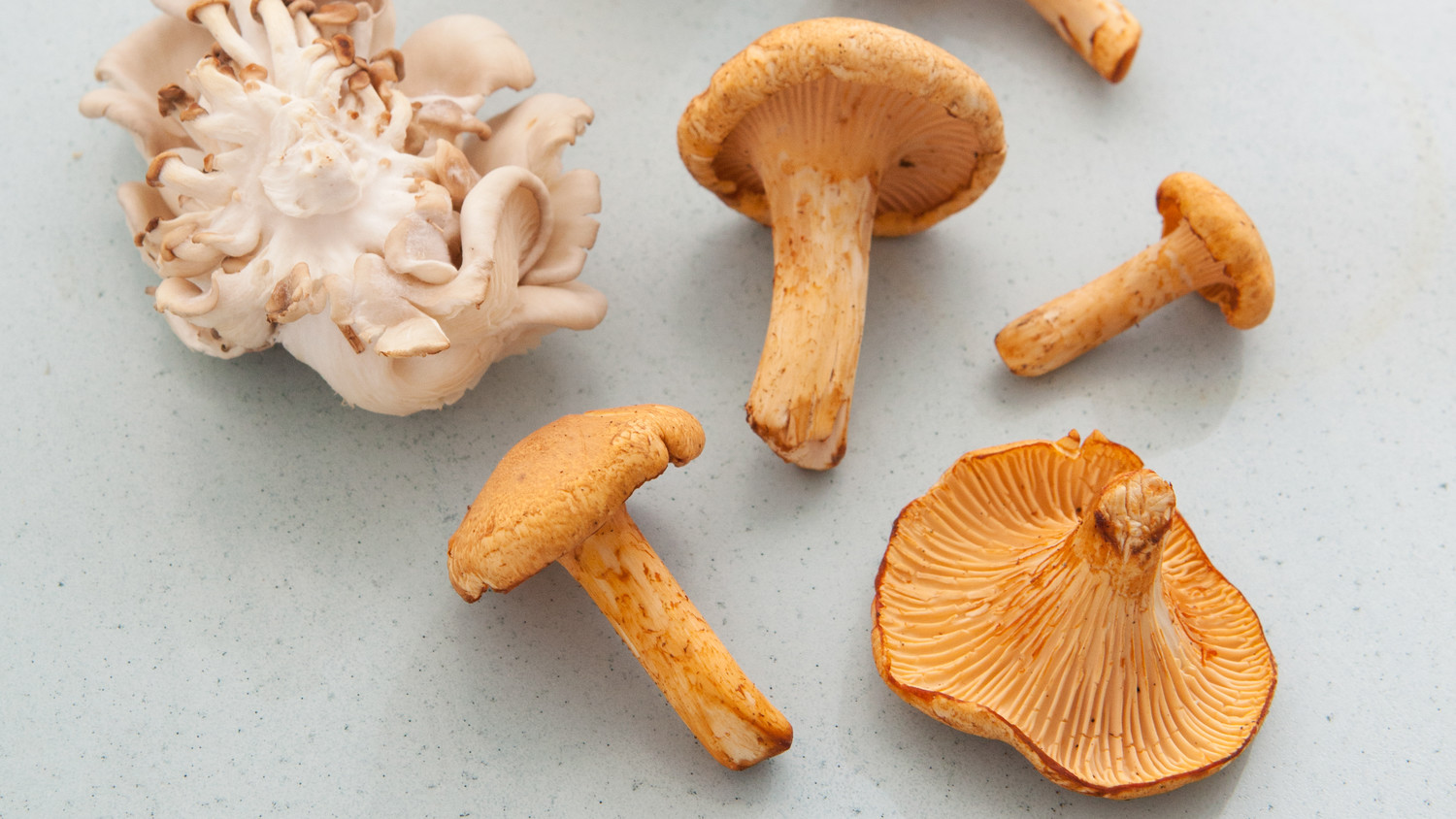 Chanterelle and Oyster Mushroom Recipes Martha Stewart