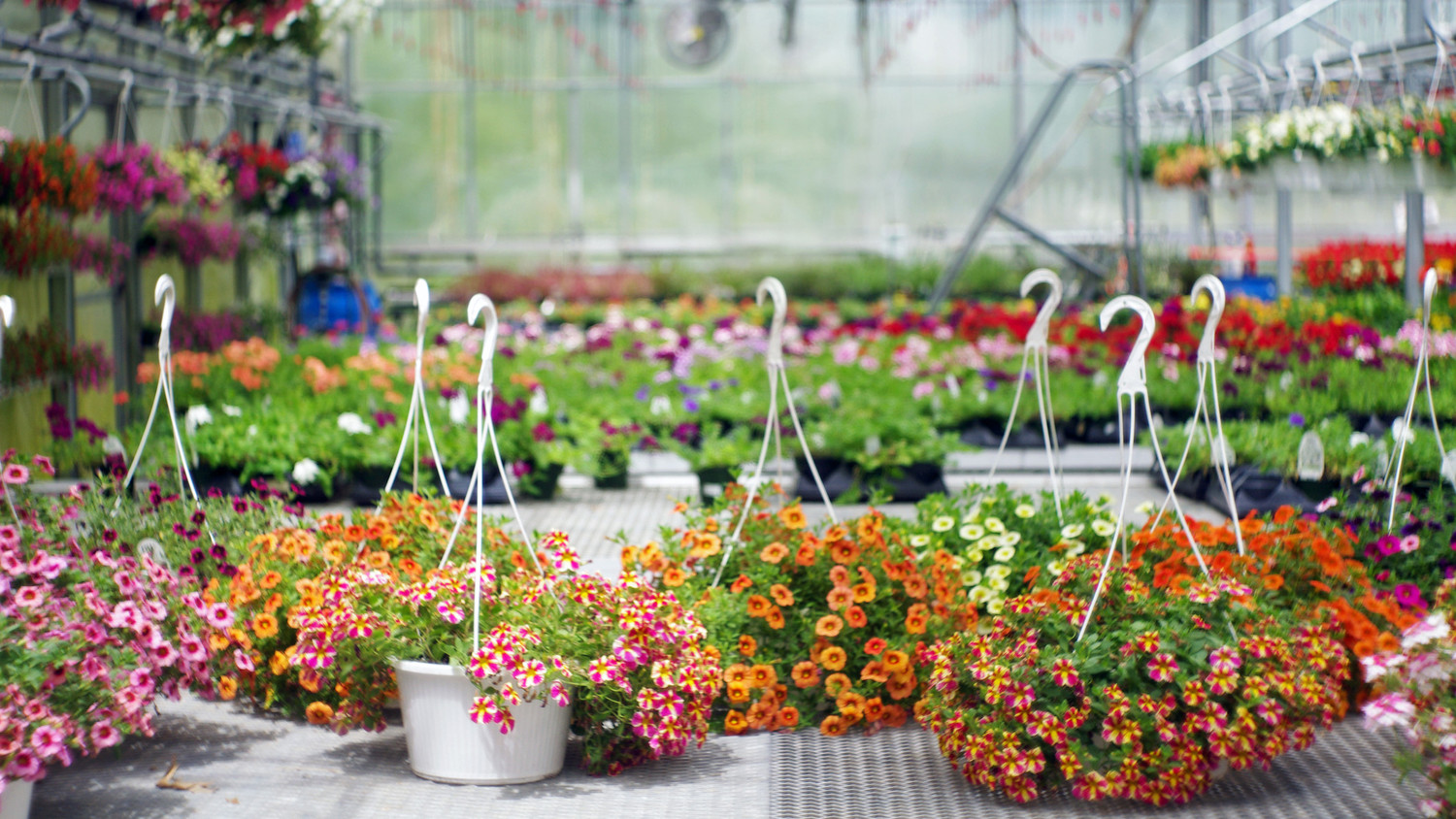 The Benefits of Shopping at a Local Garden Center | Martha Stewart