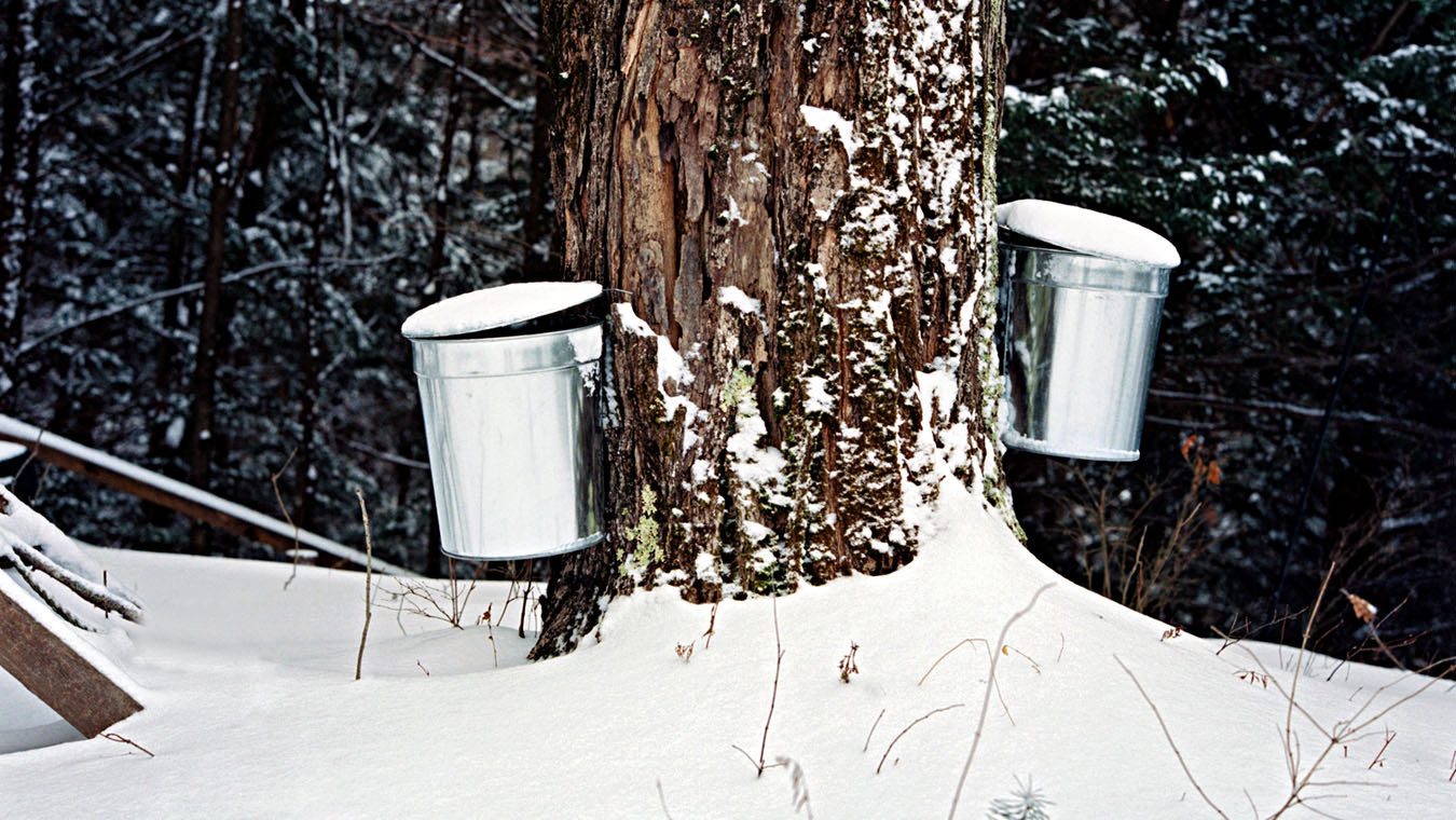 How One Family Makes And Cooks With Their Own Maple Syrup Martha Stewart