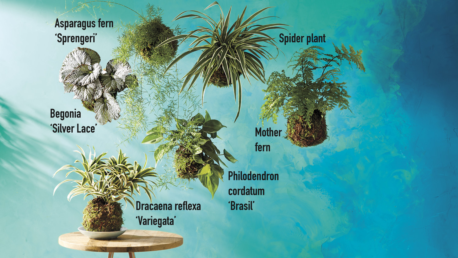 Grow Gorgeous Houseplants In Any Kind Of Light Martha Stewart