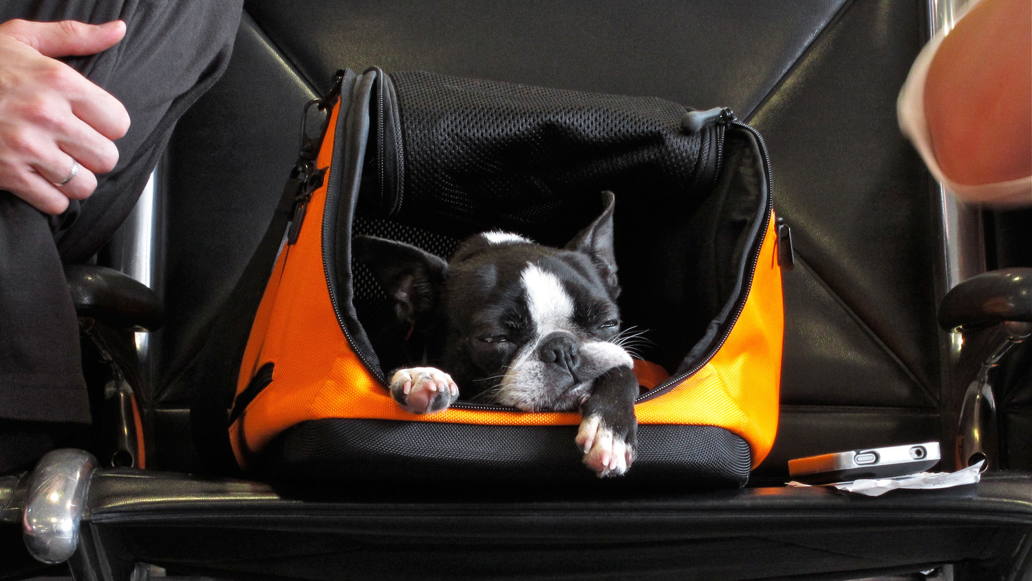 Flying with Pets A Summer Safety Guide Martha Stewart