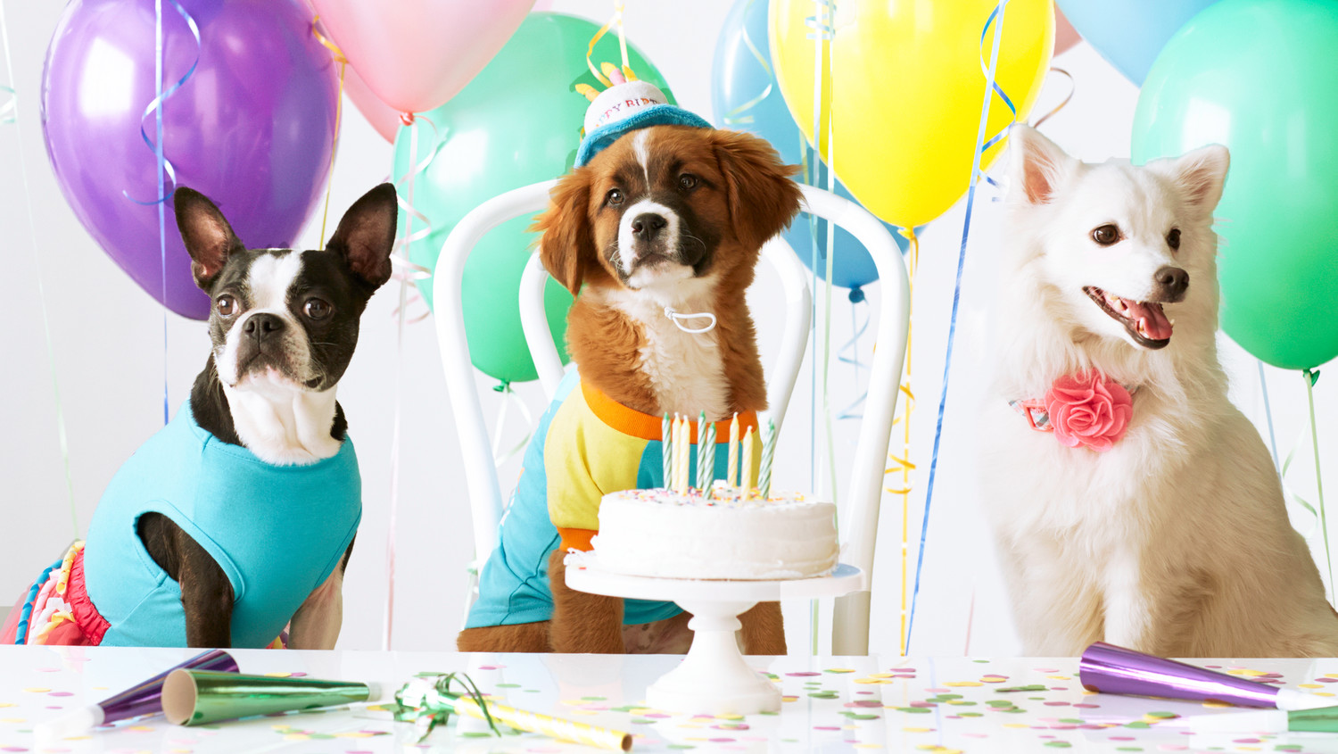 Dog party with balloons and cake