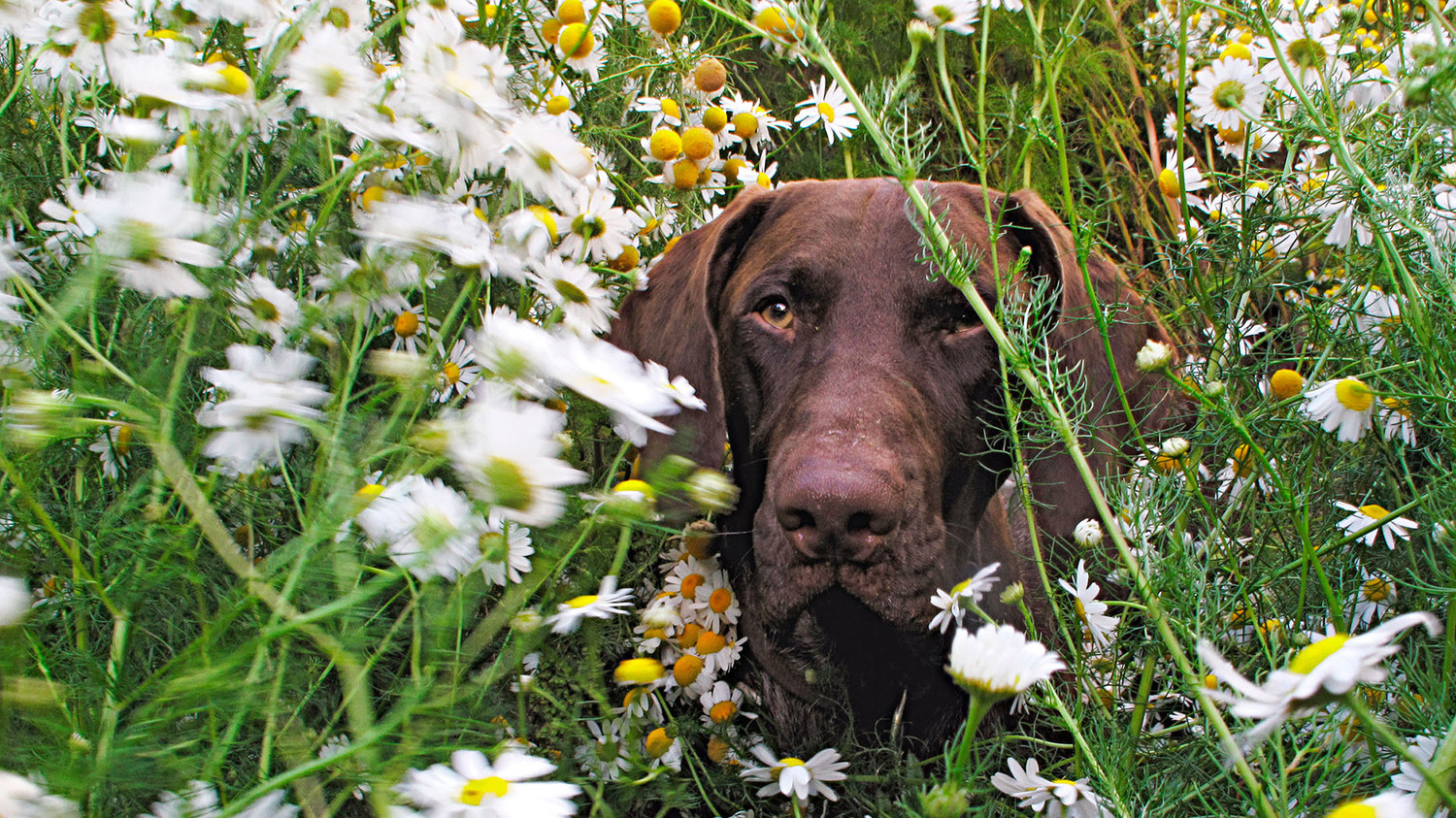 6 Tricks to Keep Your Pet Safe and Out of the Garden | Martha Stewart