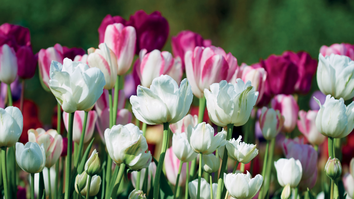 The Best Flowers to Plant for a Beautiful Cutting Garden Martha Stewart