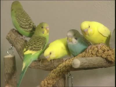 Video: All About Parakeet Mutations and Colors | Martha Stewart