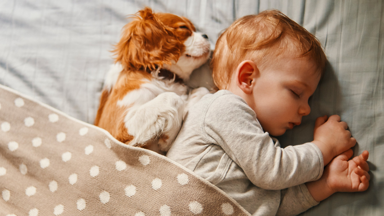 Prep Your Pet: Introducing Your New Baby to Your Fur Baby | Martha