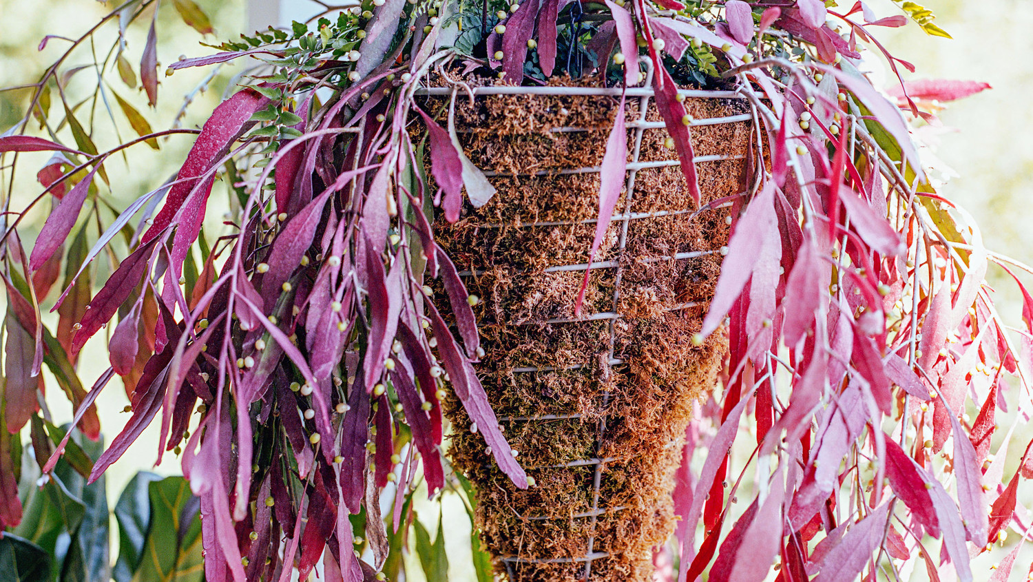 How to Grow and Maintain Hanging Plants Martha Stewart