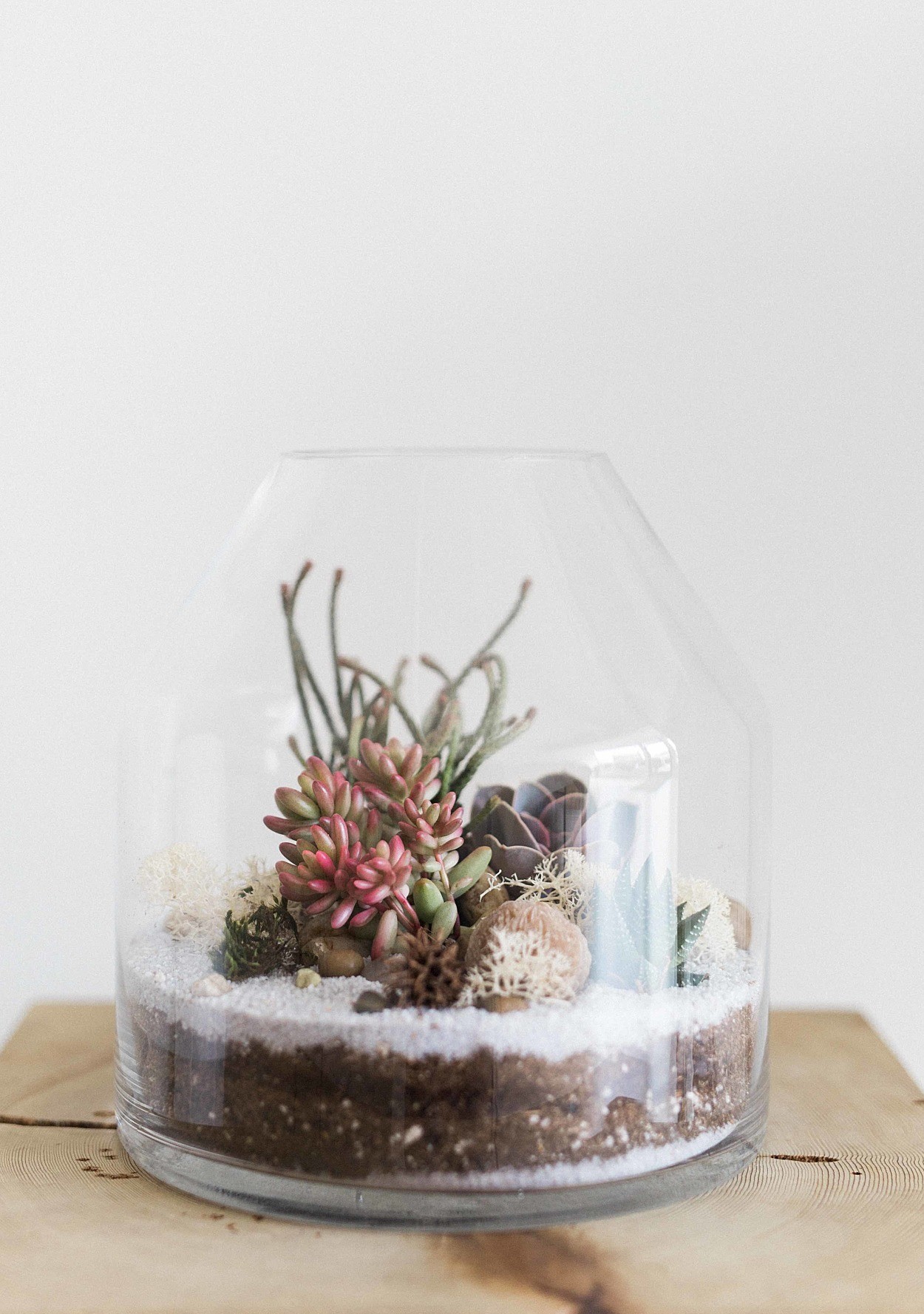 How to Make and Care for a Succulent Terrarium  Martha 