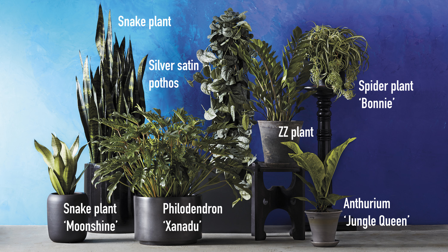 Grow Gorgeous Houseplants In Any Kind Of Light Martha Stewart Grow Gorgeous Houseplants In Any Kind Of Light Martha Stewart