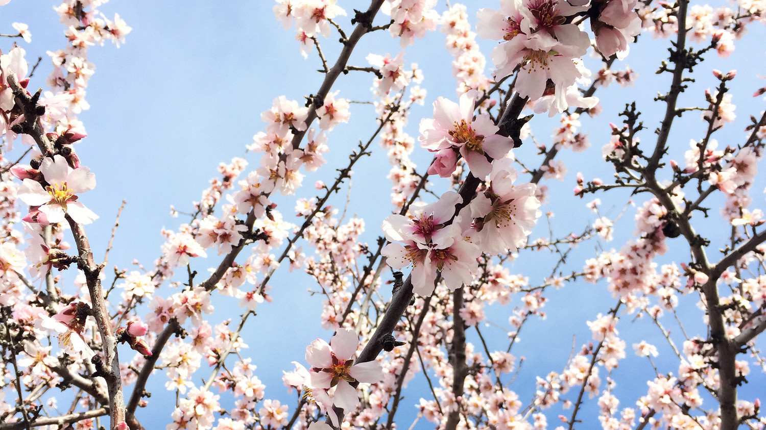 How Do Almonds Grow? Our Food Editor Finds Out More About Everyones