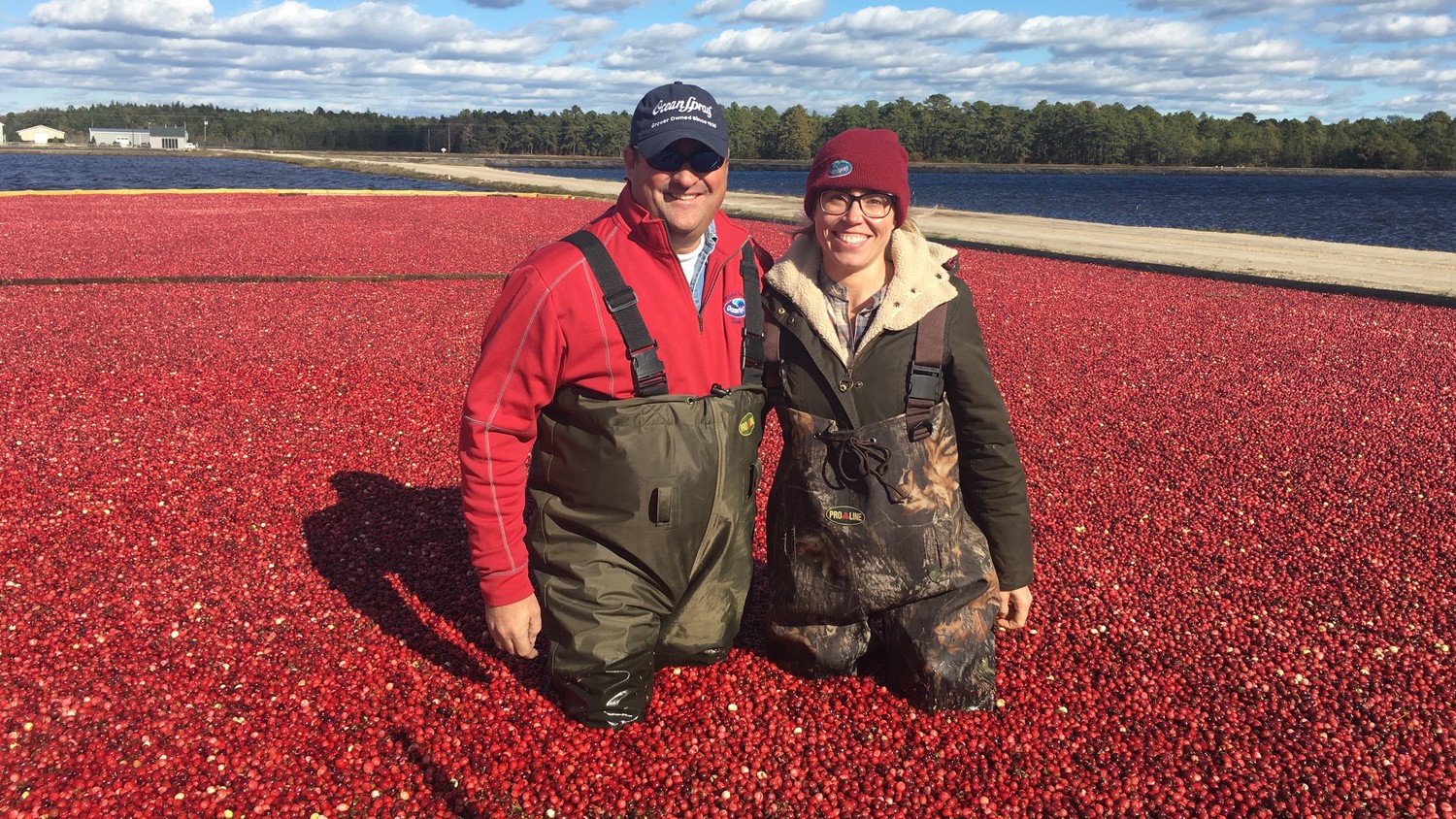 Do You Know Where Cranberries Come From and How They Are 