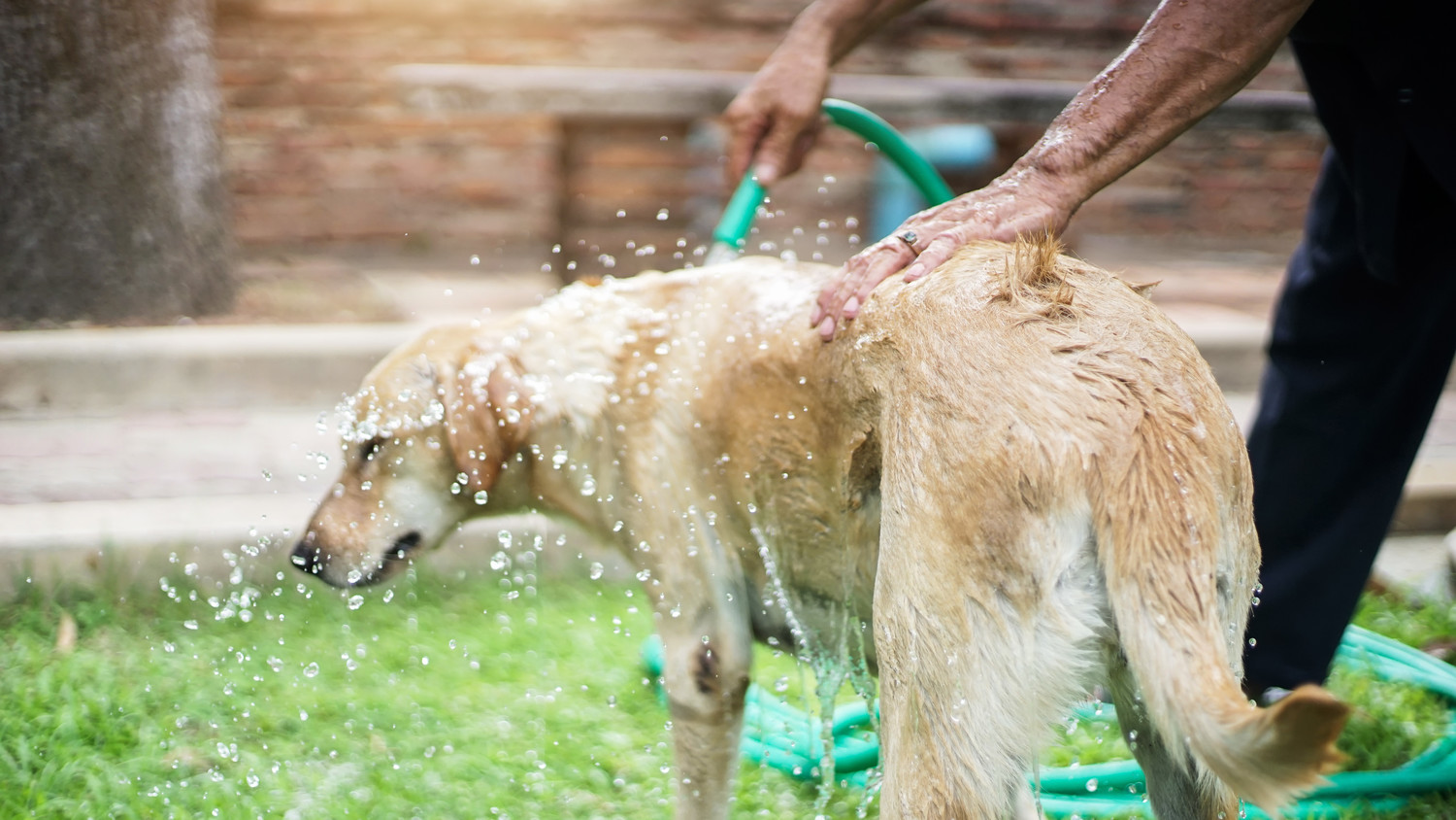 Dog Days Of Summer When It's Too Hot For Your Dog To Be Outside