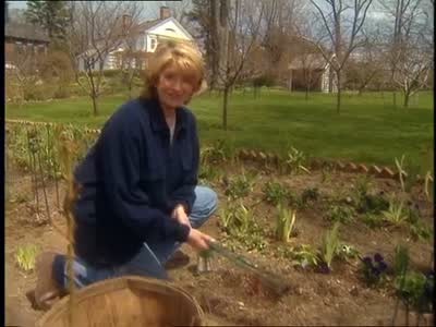 Video Good Things Using Bamboo Sticks To Stake Peonies