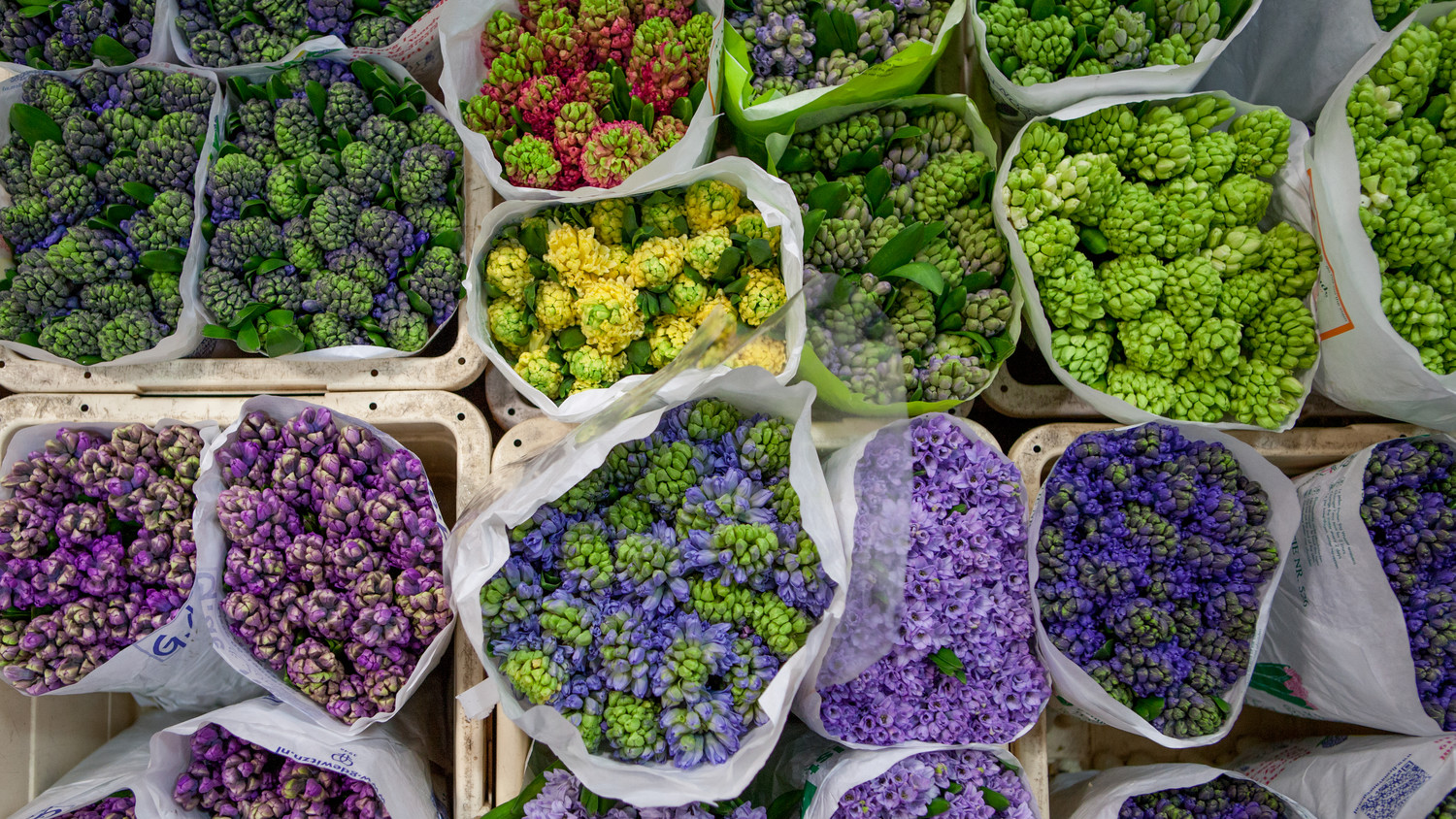 hyacinth arrangement Decoration: hyaci̇nth arrangement