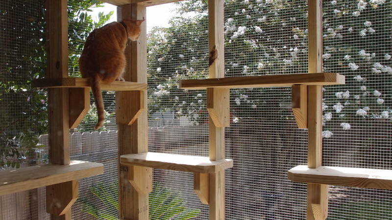 Catios: It's a Patio for Your Cat