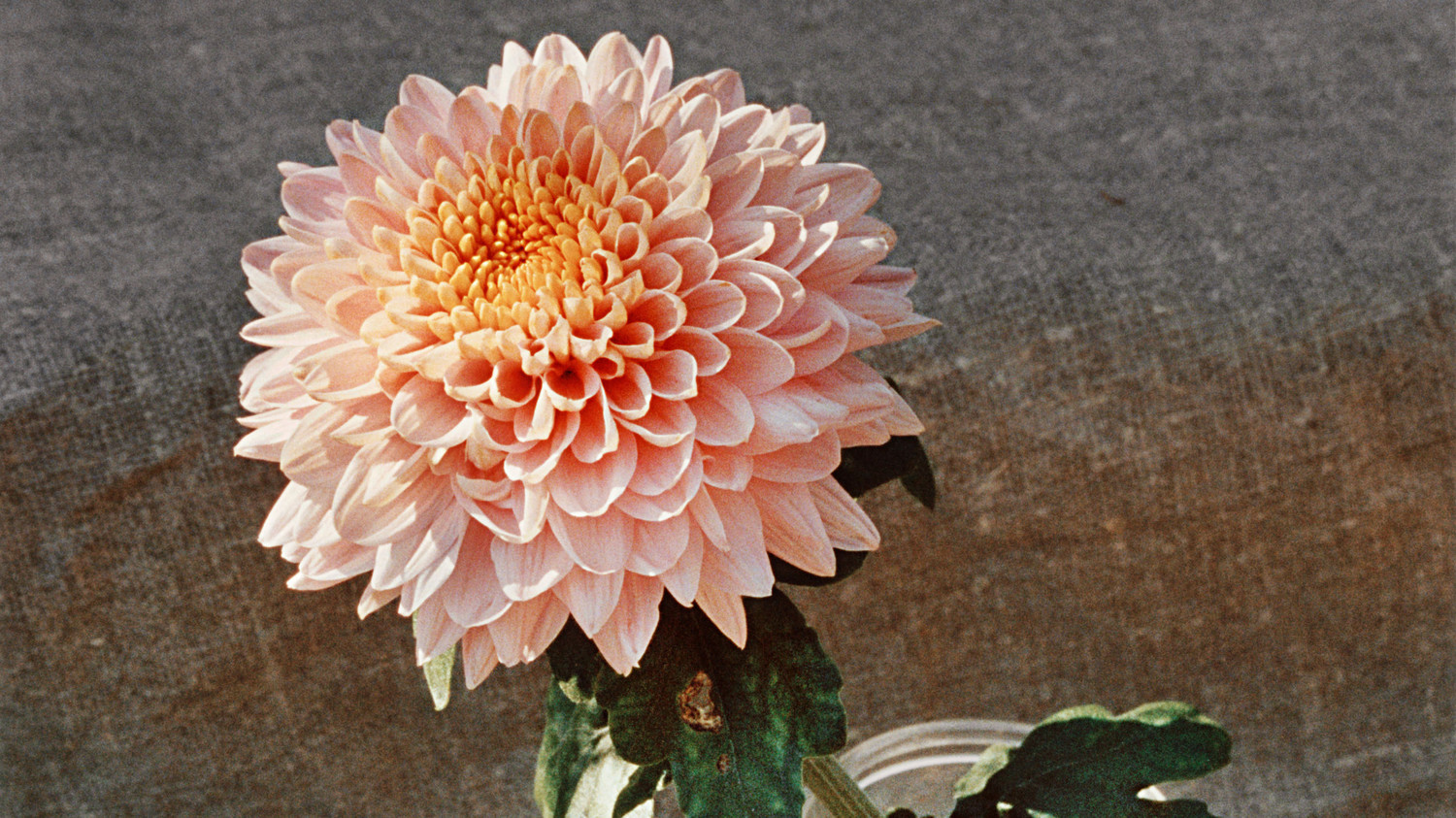 13 Spectacularly Stunning Species of Chrysanthemum 