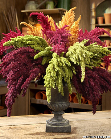 Amaranthus  Martha Stewart