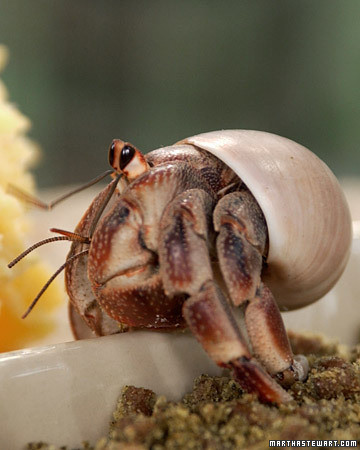 Hermit Crabs 101 | Martha Stewart