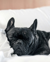 sleepy dog in hotel bed