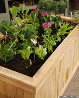 How to Grow a Successful Container Ve able Garden tvm2176 organicconta