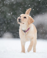 Labrador Outside in Snow