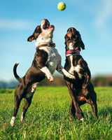 two dogs jumping for tennis ball outside
