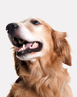 golden retriever dog looking to the side
