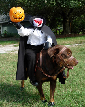 halloween pet contest 2008