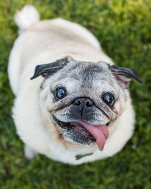 Ten Dog Breeds That Are Ideal for Seniors