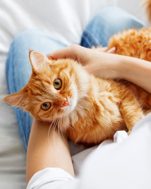 The Best Cat Breed for You, Based on Your Personality Type