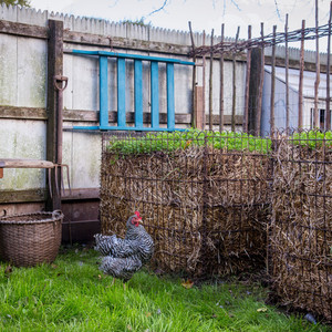 chicken and compost