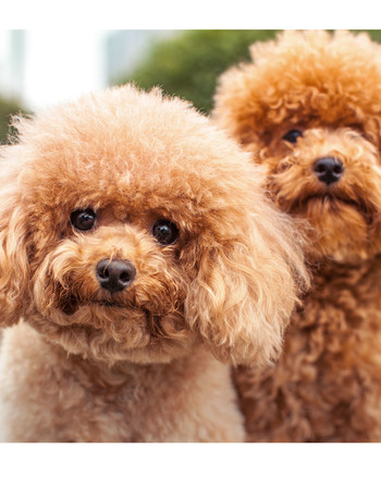 small-poodle-dogs.jpg
