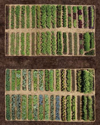 planning your vegetable garden