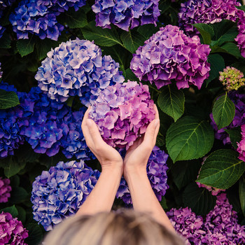 hands cupping blue and pink hydrangeas