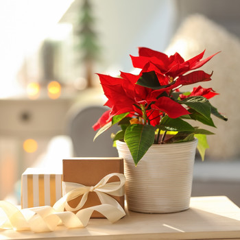 holiday poinsettia plan small gift packages