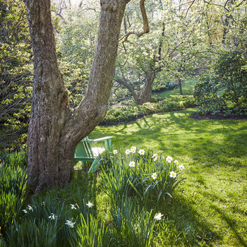 back yard daisies green lawn chair near tree