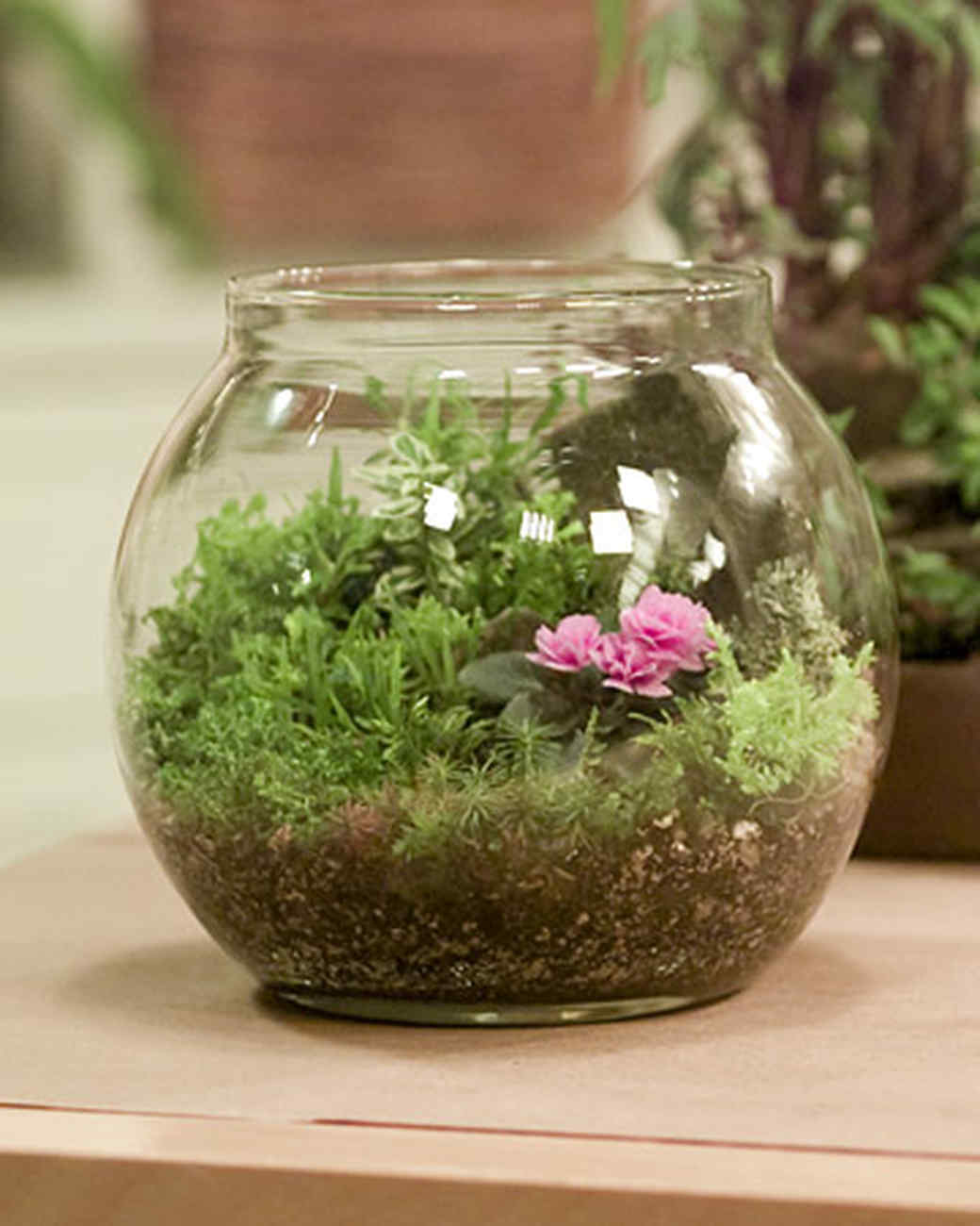 Miniature Plant Garden with Olive Martha Stewart