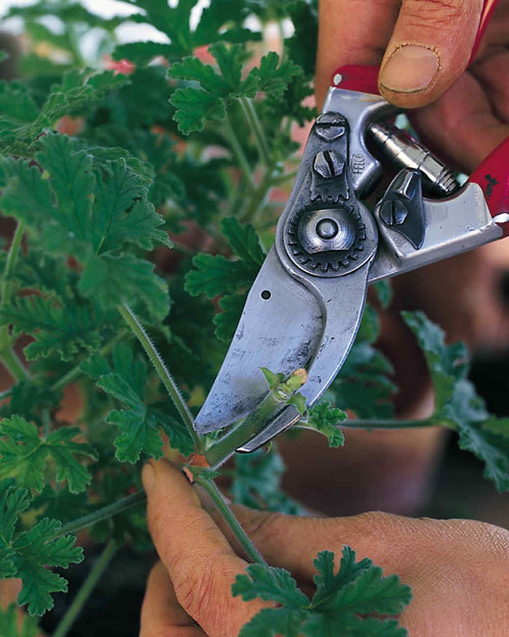 Garden Tool Glossary Martha Stewart