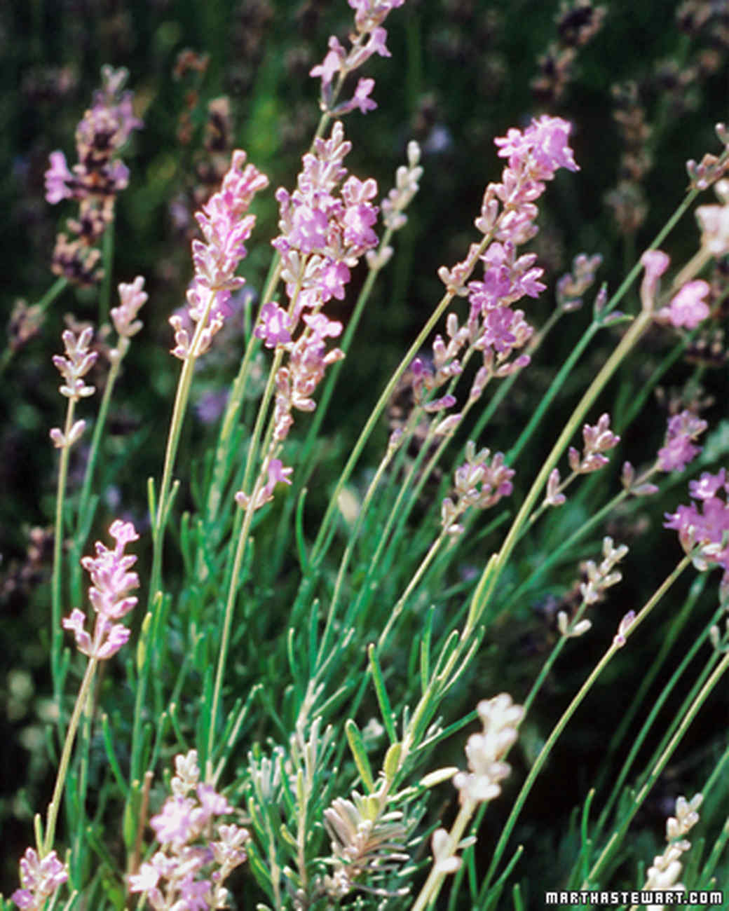 Lavender Walk Martha Stewart