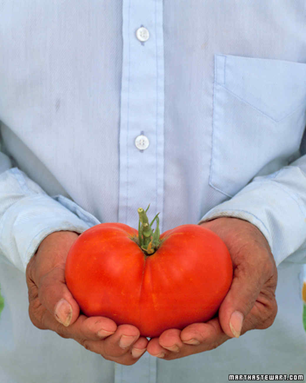 Vegetable Garden Glossary Martha