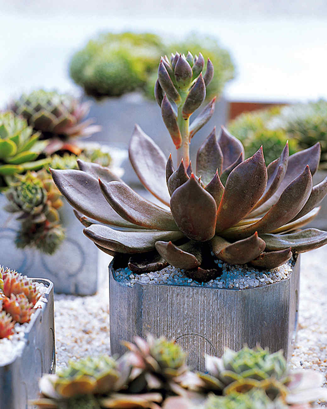 Container Garden Ideas For Any Household Martha Stewart