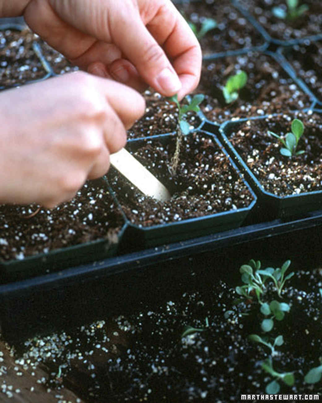 13 Secrets to Starting Seeds Indoors Martha Stewart