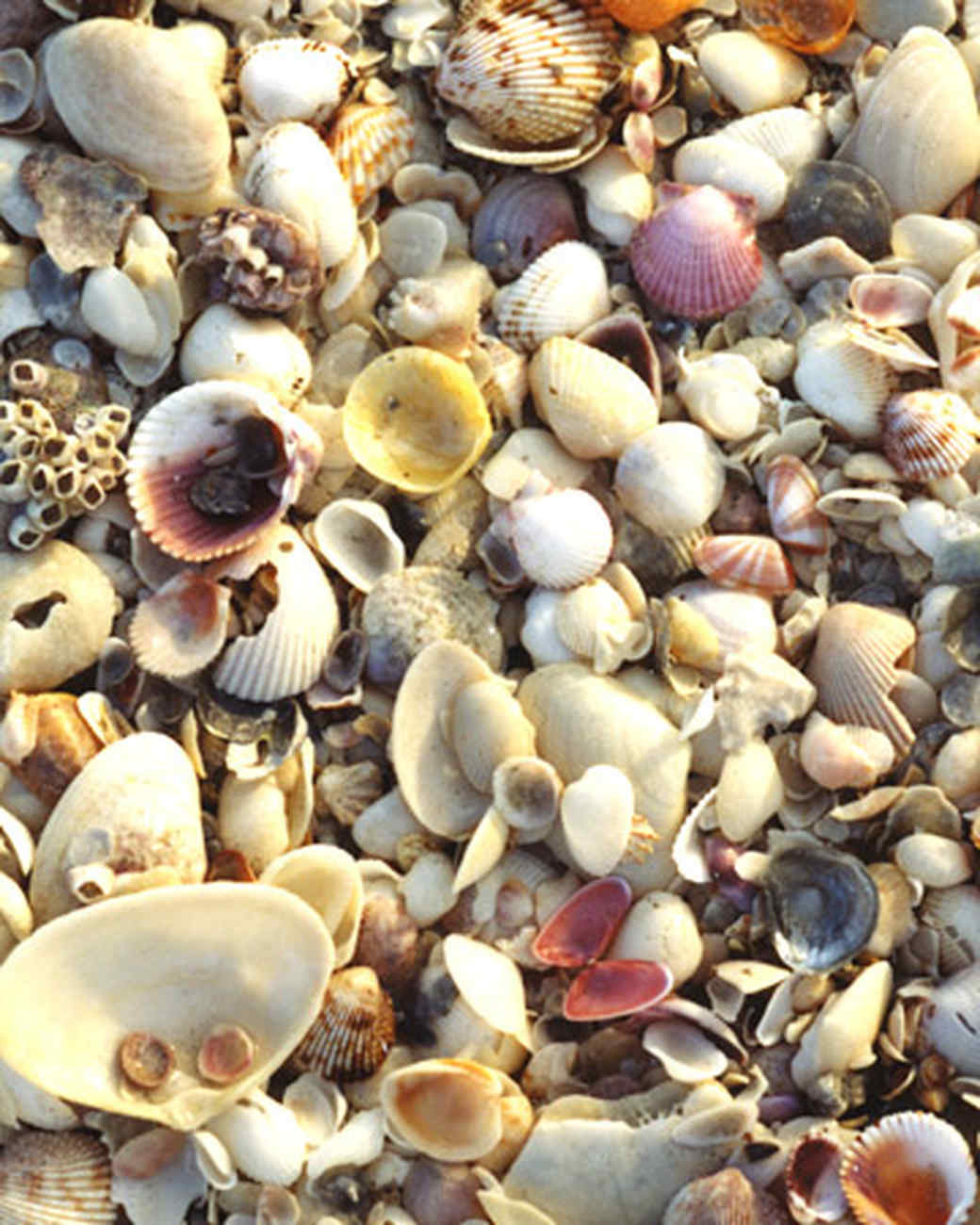Shelling on Sanibel Island Martha Stewart Shelling on Sanibel Island Martha Stewart