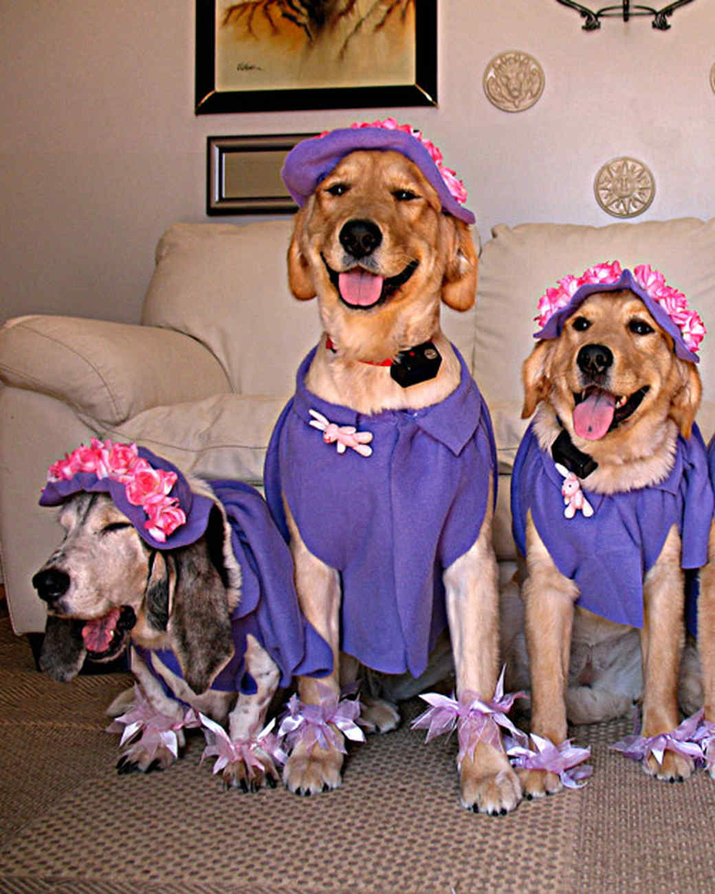 Your Pets in Spring Outfits | Martha Stewart